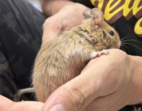 サンドデグー（10月8日生まれのベビー♂）の画像8