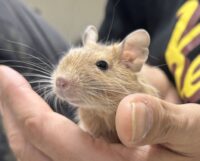 サンドデグー（10月8日生まれのベビー♂）の画像3