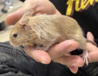 サンドデグー（10月8日生まれのベビー♂）の画像5