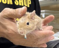 サンドデグー（10月8日生まれのベビー♂）の画像6