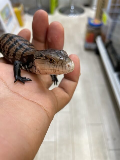 ハルマヘラアオジタトカゲ ピュアアニマル