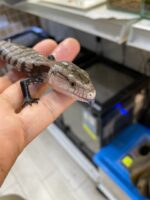 ハルマヘラアオジタトカゲ(※サマーセール8/31迄)の画像3
