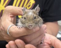 デグー（10月8日生まれのベビー♂）の画像5