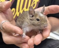 デグー（10月8日生まれのベビー♂）の画像1