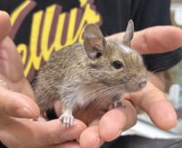 デグー（10月8日生まれのベビー♂）の画像6