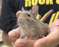 デグー（10月8日生まれのベビー♂）の画像2