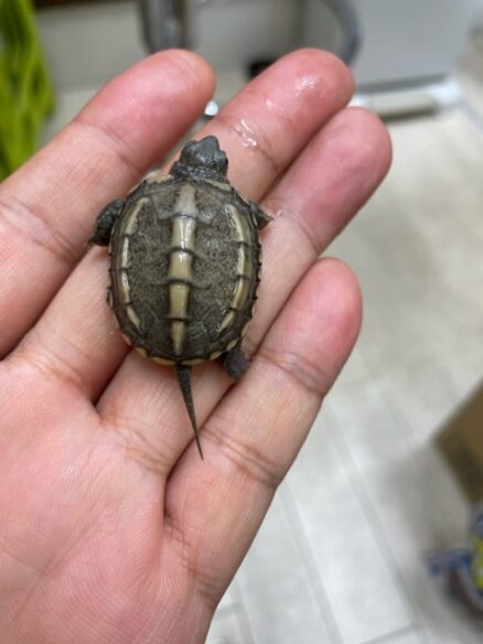 ゼニガメのメイン画像