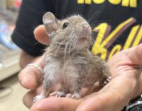 デグー（10月8日生まれのベビー♂）の画像4