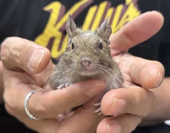 デグー（10月8日生まれのベビー♂）のメイン画像