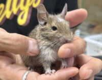 デグー（10月8日生まれのベビー♂）の画像7