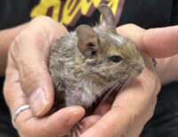 デグー（10月8日生まれのベビー♂）の画像8