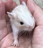 スノーホワイトデグー(6月20日生まれのベビー♀)※訳有り特価の画像4
