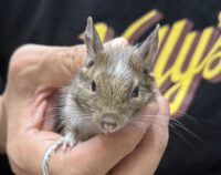 デグー（10月8日生まれのベビー♂）の画像9