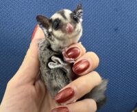 フクロモモンガの画像3