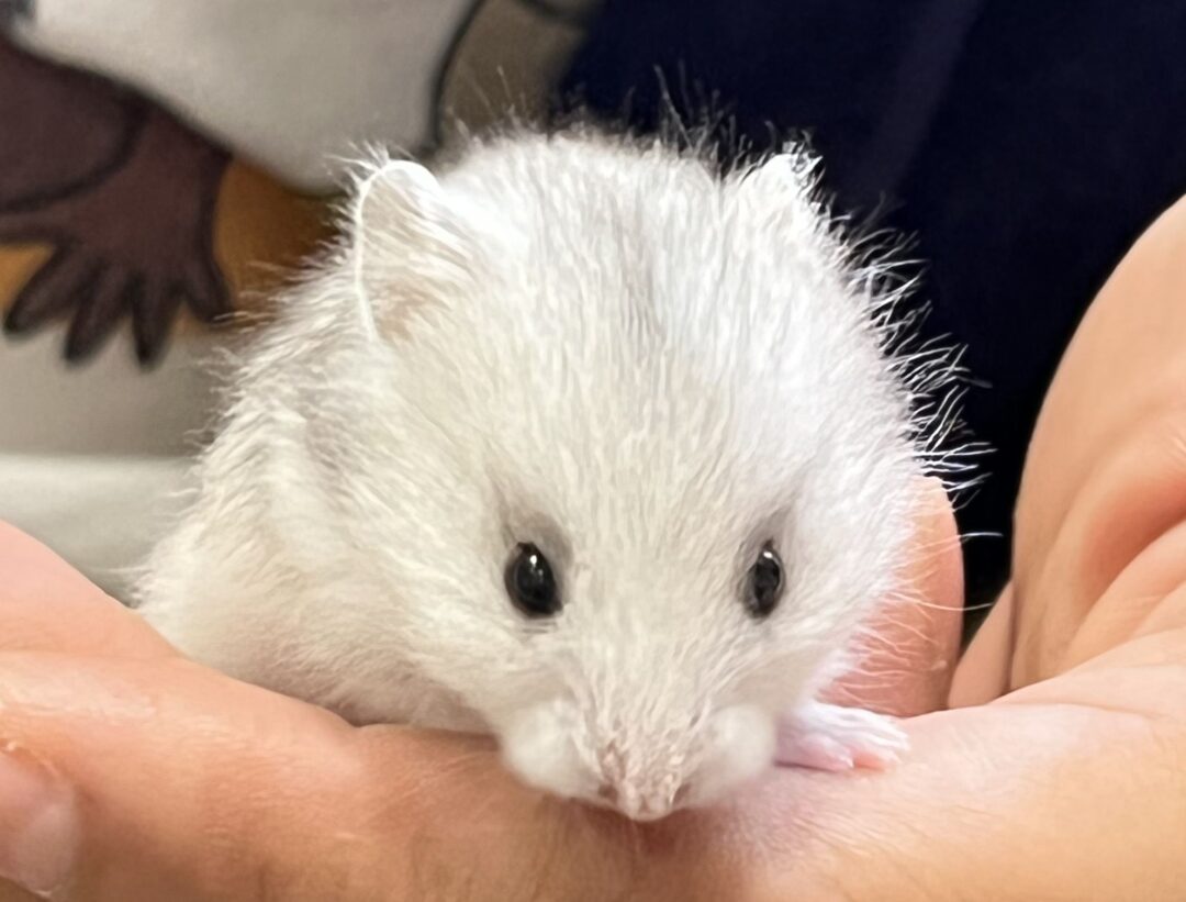 超可愛い ゴールデンハムスターベビー グレー♀ | ピュアアニマル