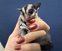 フクロモモンガの画像6