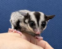 フクロモモンガの画像7