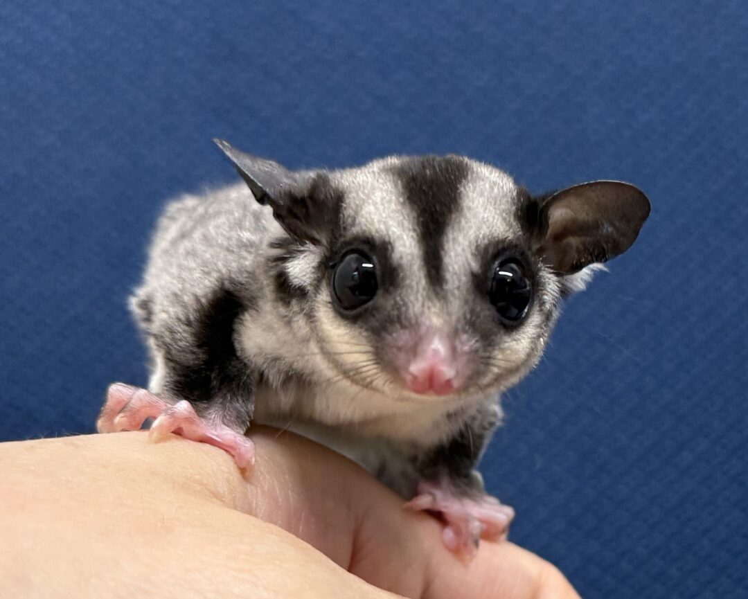 フクロモモンガのメイン画像