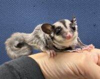 フクロモモンガの画像1