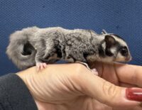 フクロモモンガの画像8