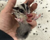 フクロモモンガの画像9