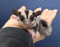 フクロモモンガの画像2