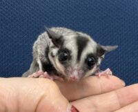 フクロモモンガの画像4