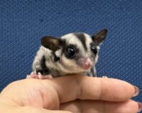 フクロモモンガの画像10