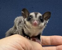 フクロモモンガの画像11