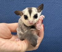 フクロモモンガの画像10