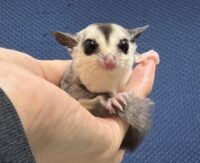 フクロモモンガの画像1