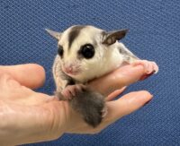 フクロモモンガの画像3