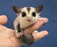 フクロモモンガの画像5