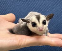 フクロモモンガの画像2