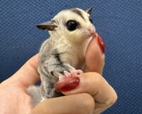 フクロモモンガの画像6