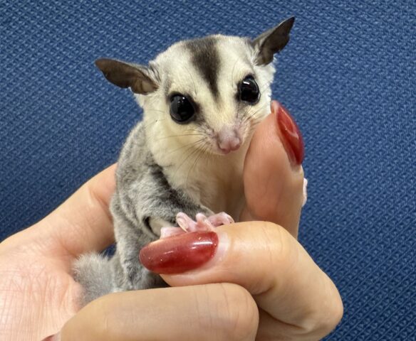 フクロモモンガのメイン画像