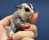 フクロモモンガの画像9