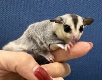 フクロモモンガの画像8