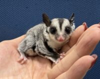 フクロモモンガの画像3