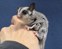 フクロモモンガの画像11