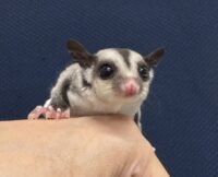 フクロモモンガの画像4