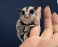 フクロモモンガの画像2