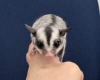 フクロモモンガの画像10