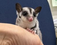 フクロモモンガの画像6