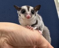 フクロモモンガの画像1