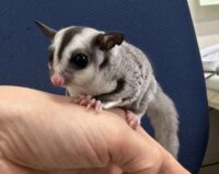 フクロモモンガの画像8