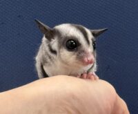 フクロモモンガの画像9