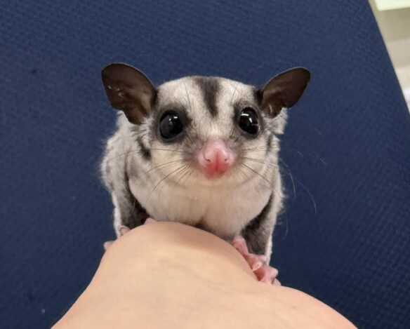 フクロモモンガのメイン画像