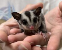 フクロモモンガの画像1