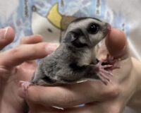 フクロモモンガの画像2